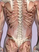 Chiropractic and back pain
